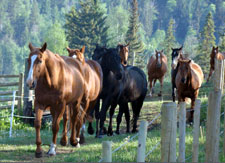 Canada-British Columbia-Thompson-Nicola Guest Ranch